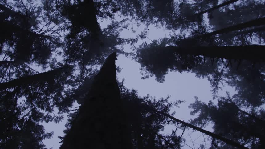 Tall pine trees tower overhead in a forest