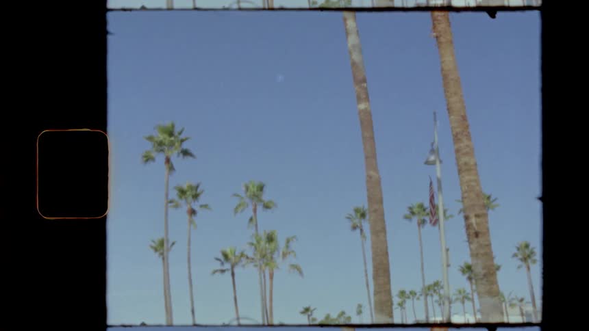 Palm trees on a day with a clear blue sky