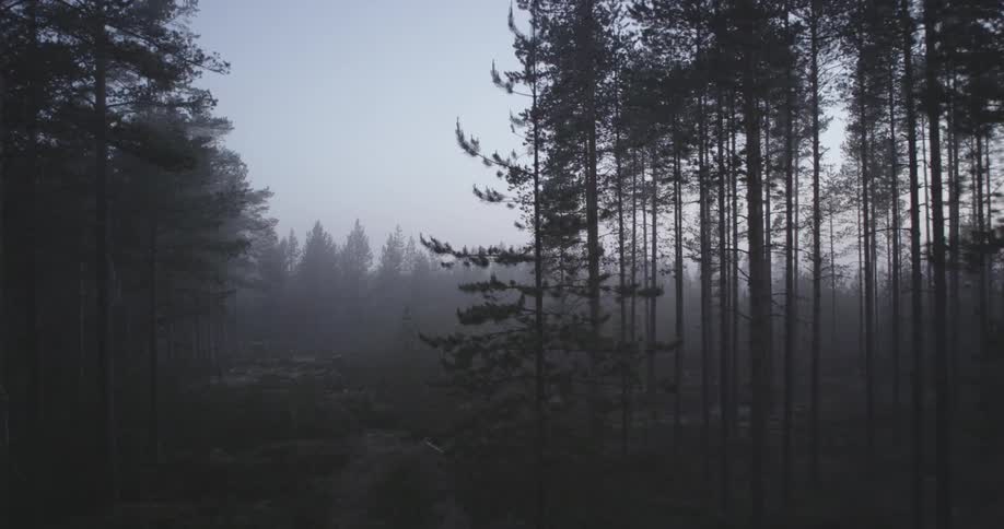 Trees stand tall in the woods
