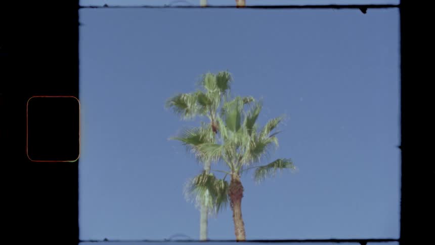 Two palm trees stand closely together under a clear blue sky their fronds touching