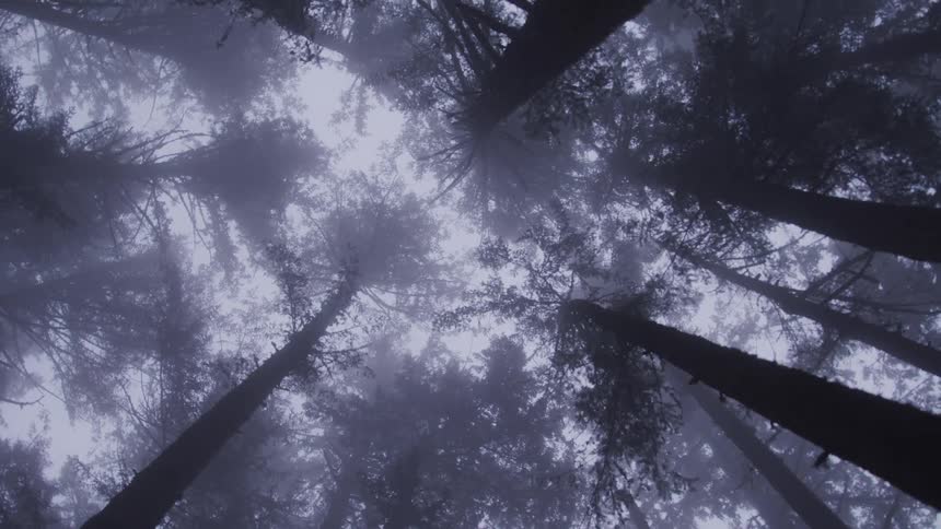 Tall forest trees tower overhead