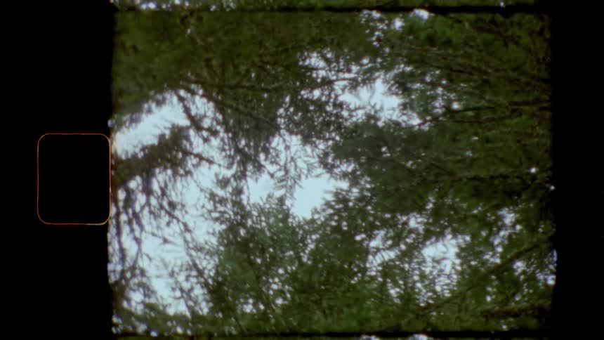 Tree tops almost meet overhead allowing glimpse of clear blue sky