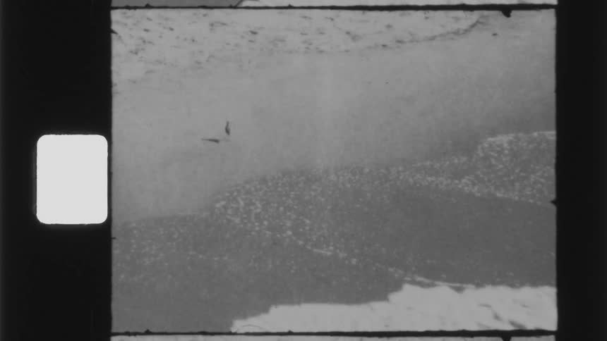 A bird walking on a sandy beach with waves