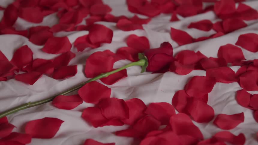 Rose stem falling over the bed sheets covered in rose petals