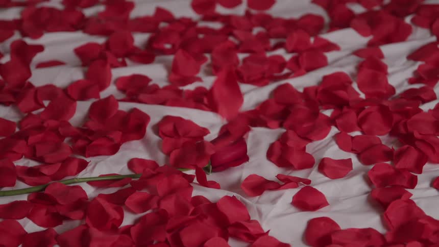 Dozens of red rose petals cover a white bed sheet and more petals are sprinkled on