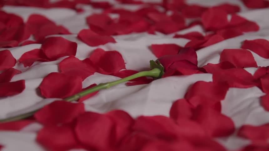 Red rose is dropped onto a white sheet covered with red petals