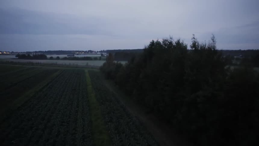 Fog In Autumn