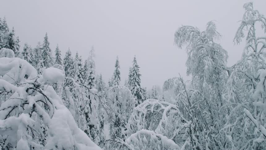 A forest is covered in dense snow
