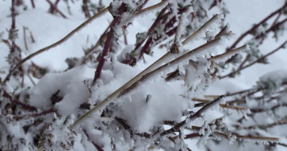 Snow is falling on the bush