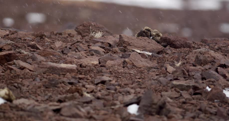 Snow falling on rocky ground