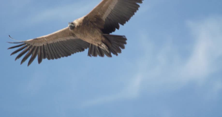 A condor flying in the bright blue sky