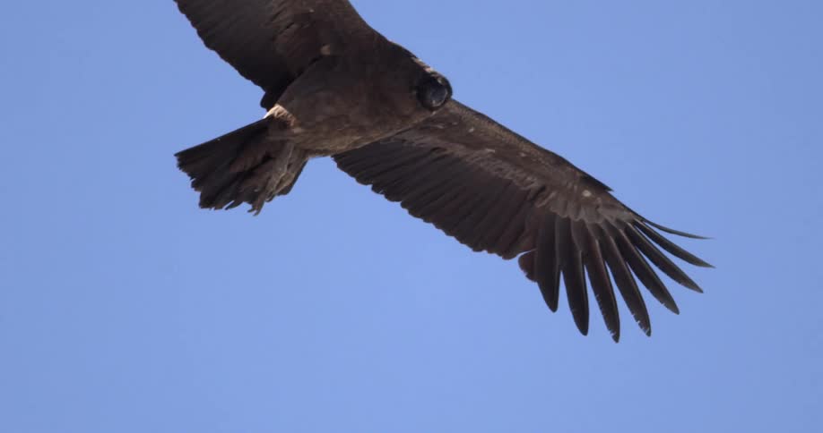 A condor flying with his wings open with the sky above