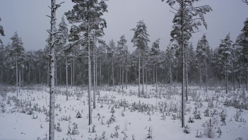 A forest covered in snow