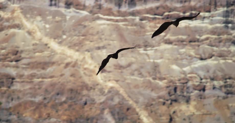 Two great birds flying high near mountains