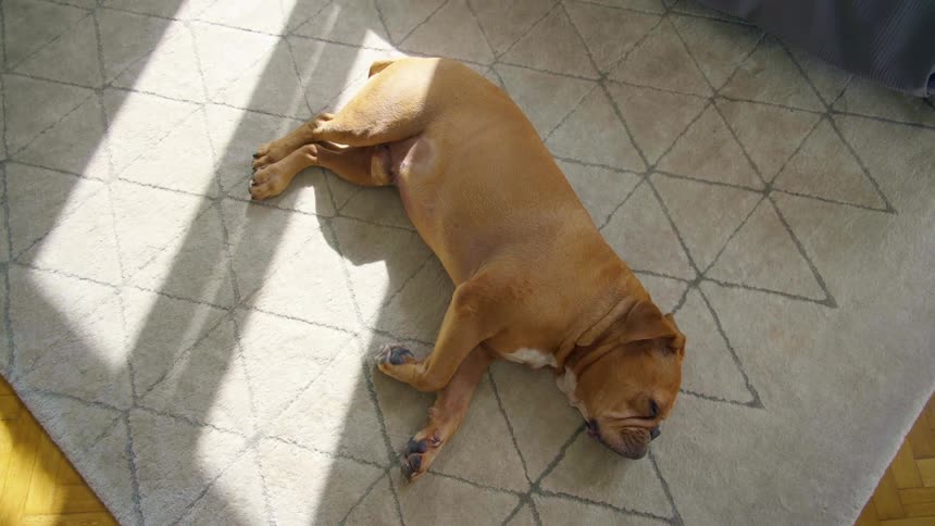 A dog is laying on the carpet in a house