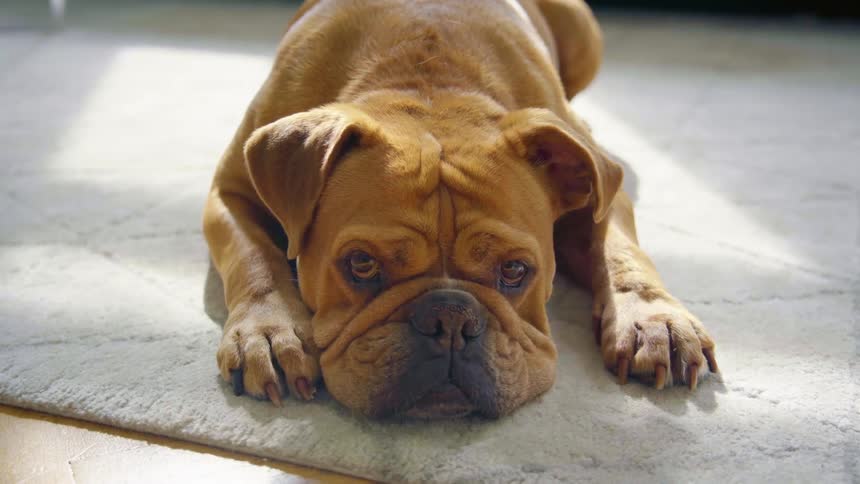 Dog lying on rug perks up intently
