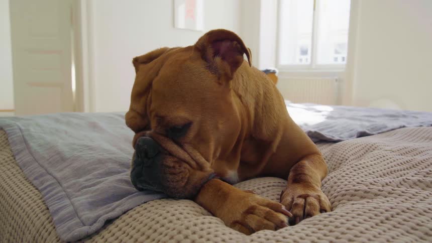 Brown bulldog lying on bed yawns in bedroom