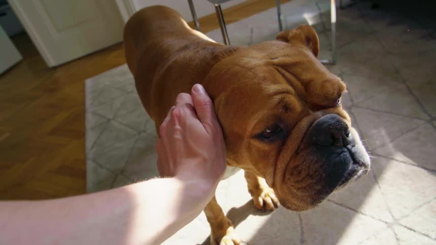 Person pets dog standing on tile floor