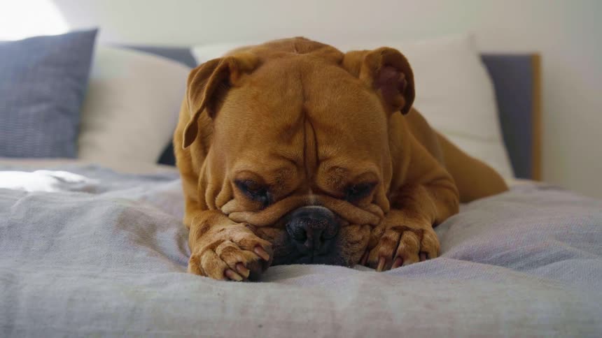 A dog is sleeping on a bed