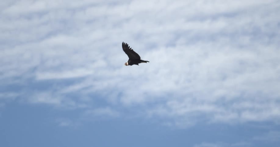 A condor flies through the sky
