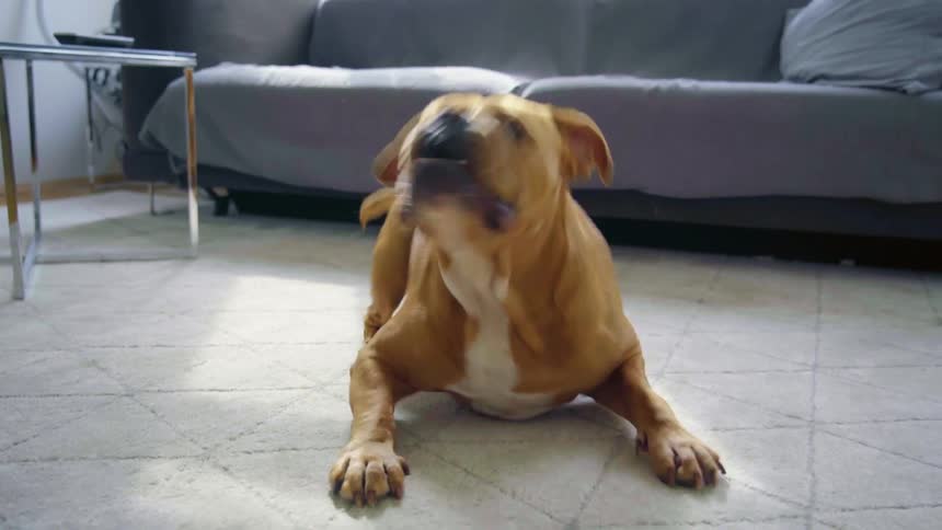 A dog barking and sitting in a living room
