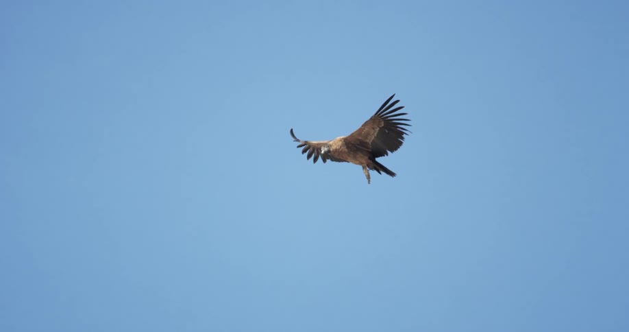 A condor flying through a clear blue sky