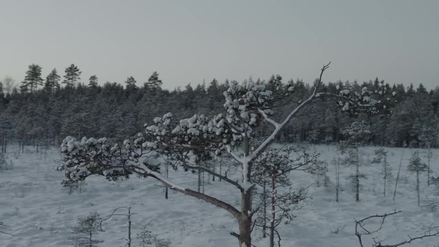 Snow surrounds trees in the wilderness