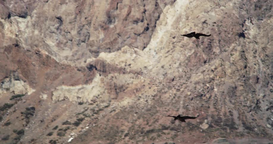 Two condors fly over the snowy rocks