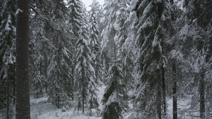 Moving through a snow covered forest