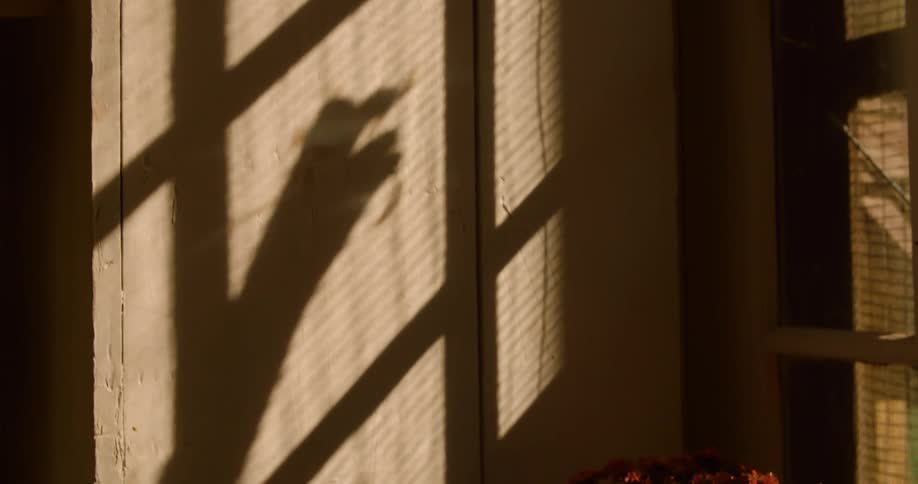A person making a hand shadow puppet