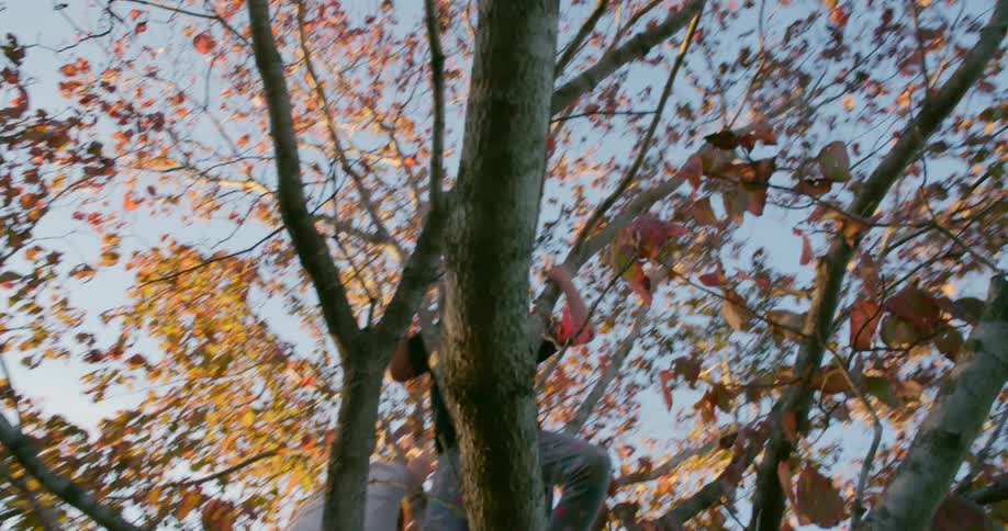 Three friends climb up on a tall tree in a field with one boy hanging from a low branch