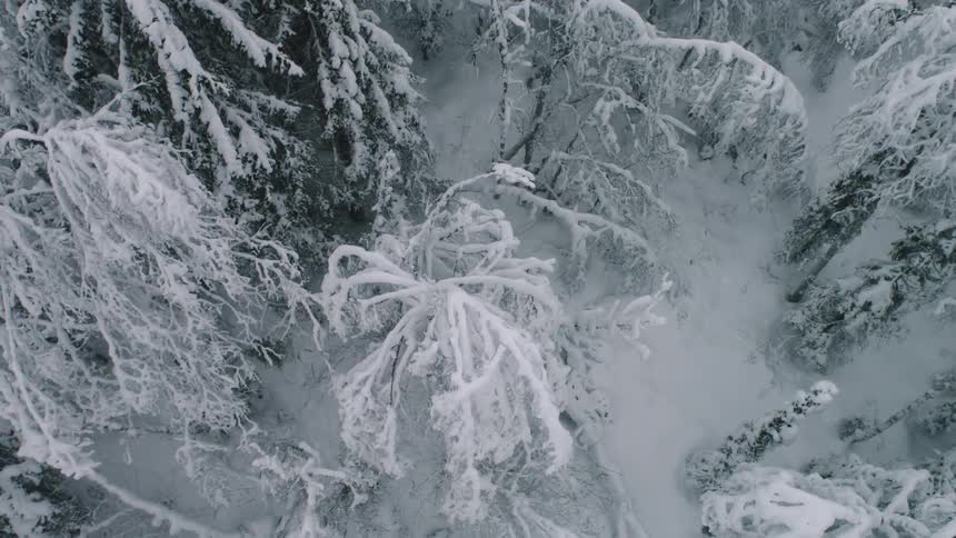 Tree tops and branches are covered in snow