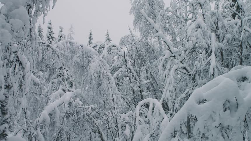 View of a large forest covered in snow