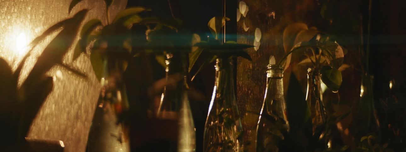 Outdoor light shines through window illuminating plant cutting rooting in glass bottles