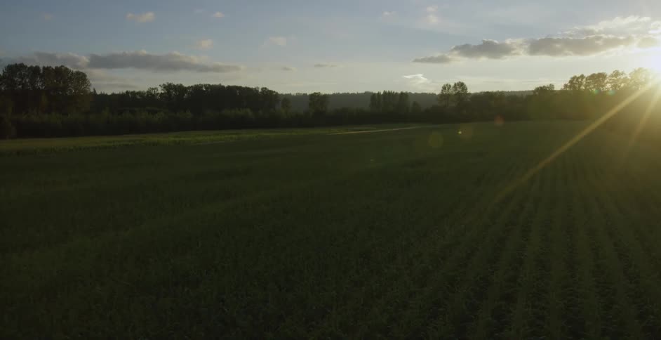 A field of green plants during the day