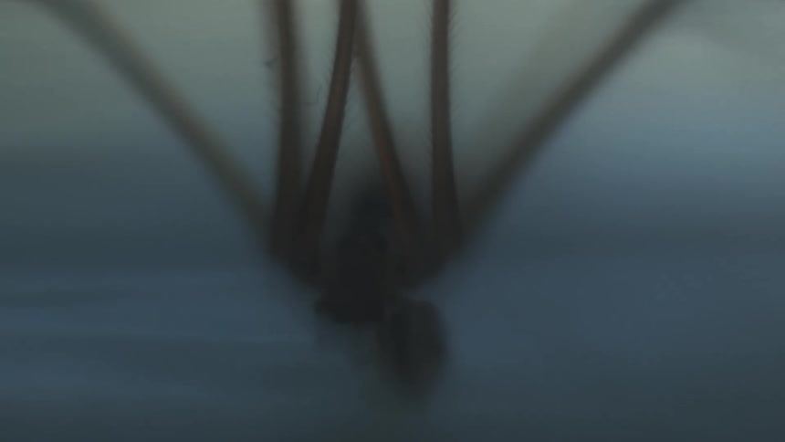 A spider with hair on its legs moving
