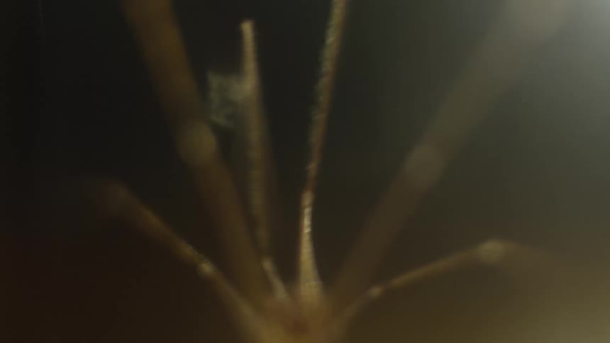 Creepy crawly spider legs
