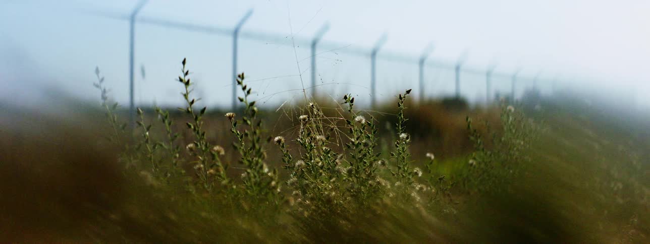 Weeds growing in front of a chain link fence