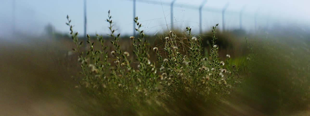 Weed growing near a rural chain link fence