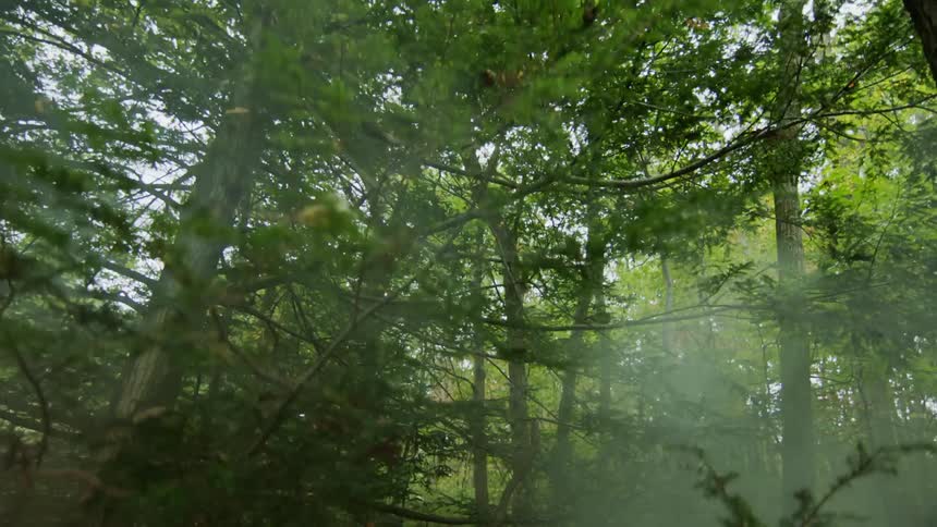 Trees and fog in a forest