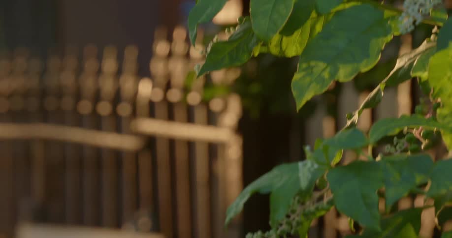 A green plant growing next to an iron fence