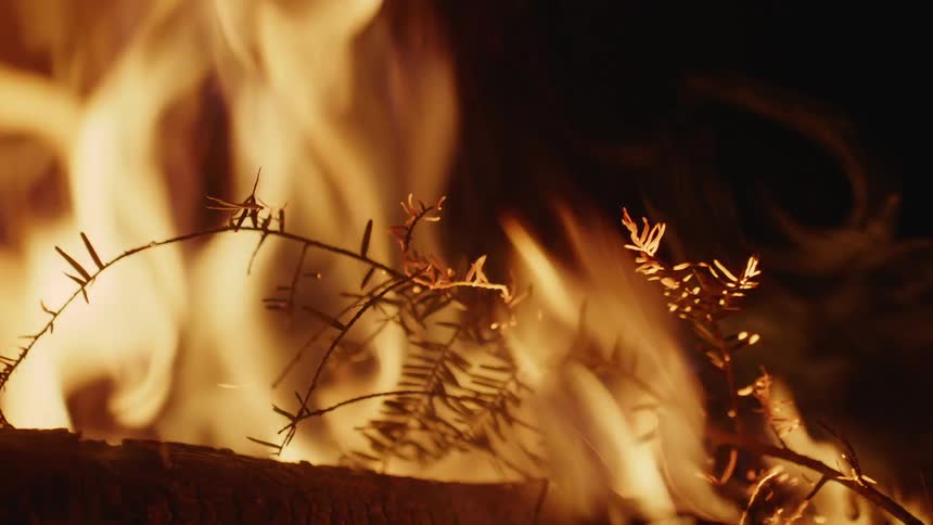 Fire burning a pine tree branch at night