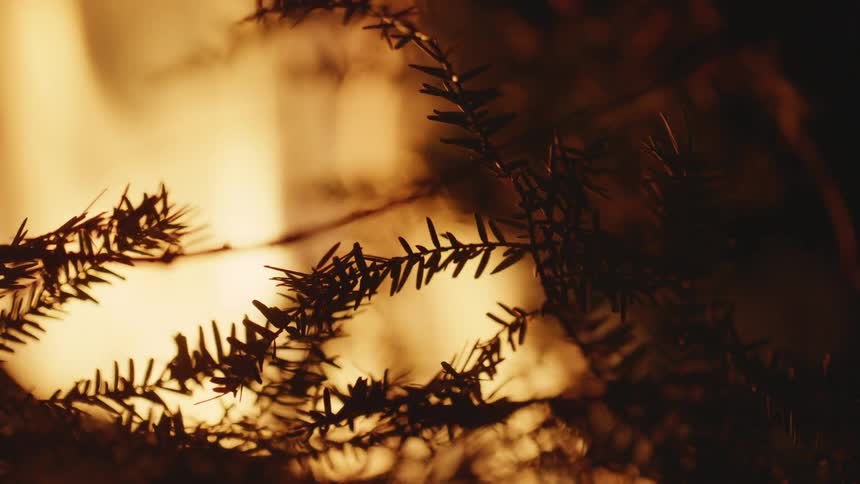 Flames from a campfire are visible through the needles and branches of a pine tree