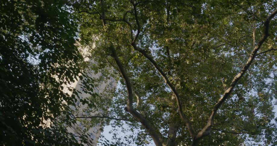 A tall tree with green leaves towering overhead