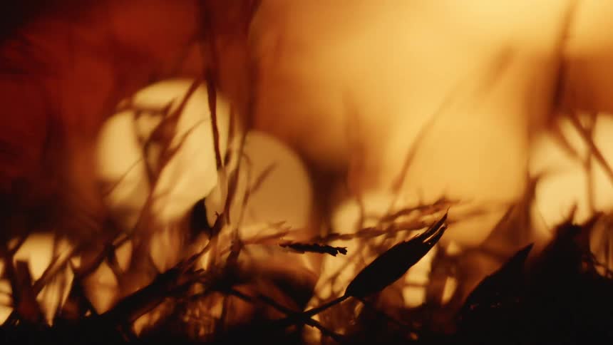 A fire burning in a field