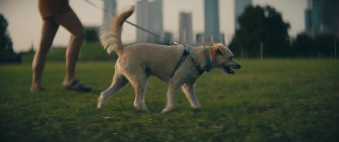 Woman with brown shorts and slippers walks a white dog on green grass in park with tall buildings in the background