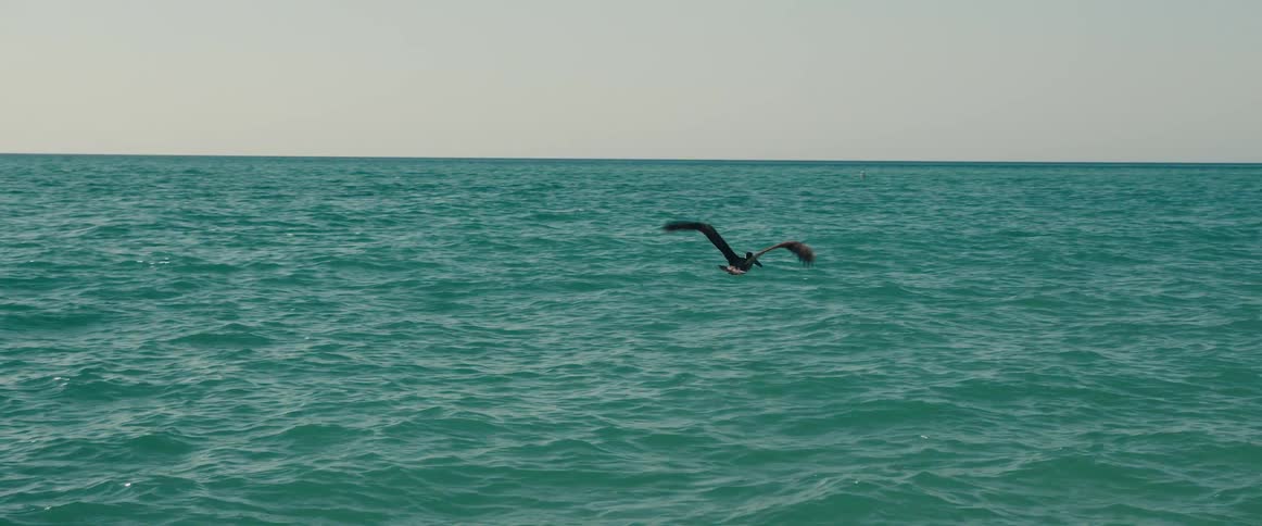 Pelican takes off from a pier and flies over the calm ocean waters