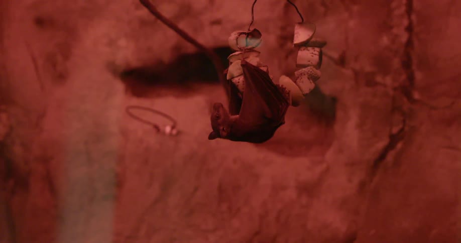 Close up of a bat handing in a cave