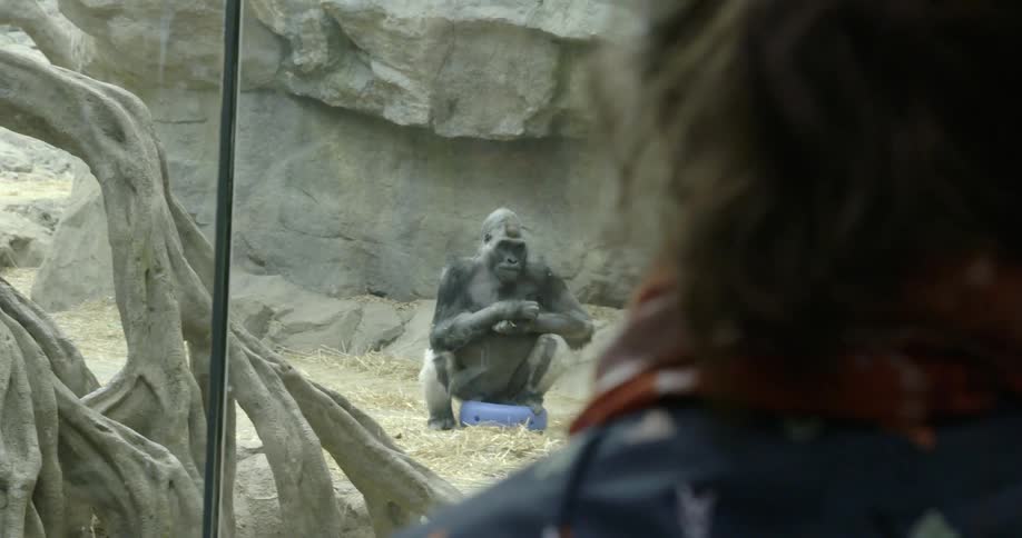A woman is watching a gorilla behind glass