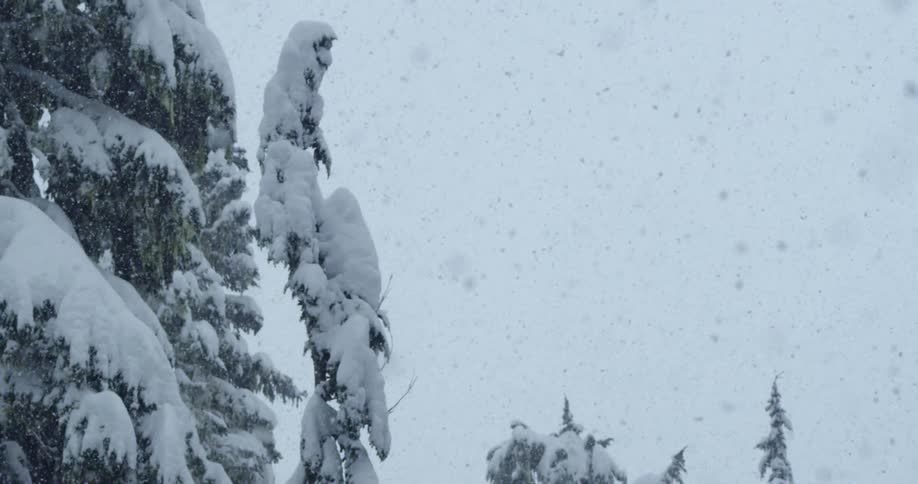 Snow falling over the pine trees at winter